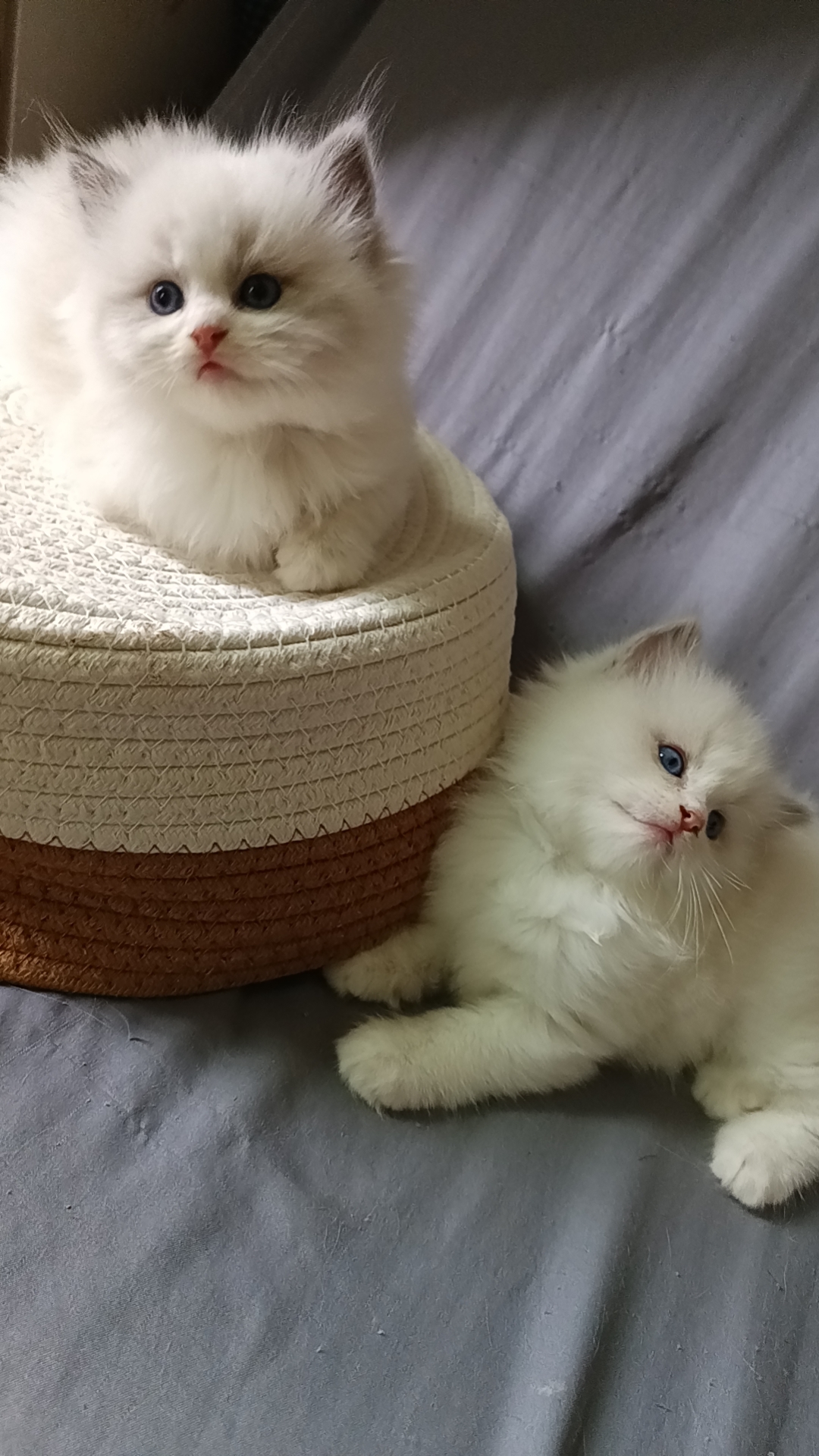 精品新脸版蓝双妹妹特价出